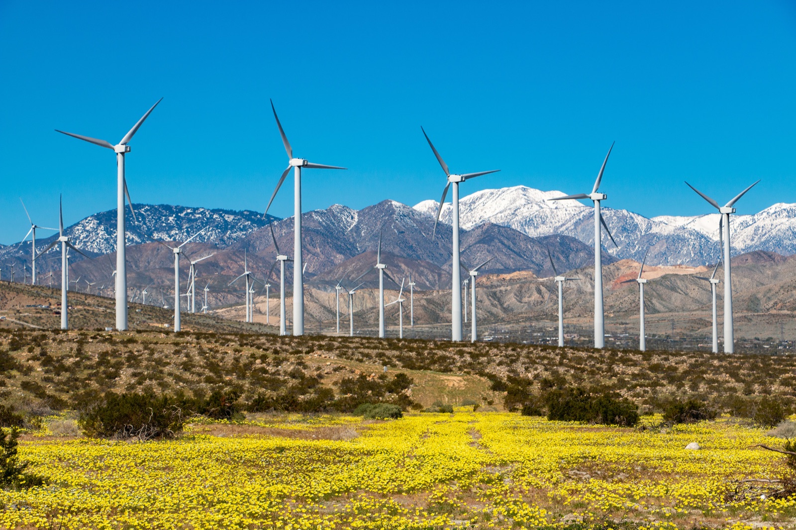 Yellow wildflowers, wind turbines, and snow-covered Mount San Gorgonio in the San Gorgonio Pass.
